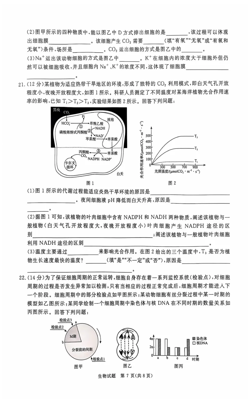 生物_2024-2025高三（6-6月题库）_2024年10月试卷_1010河南省青桐鸣2025届高三10月大联考_河南省青桐鸣2025届高三10月大联考生物试题