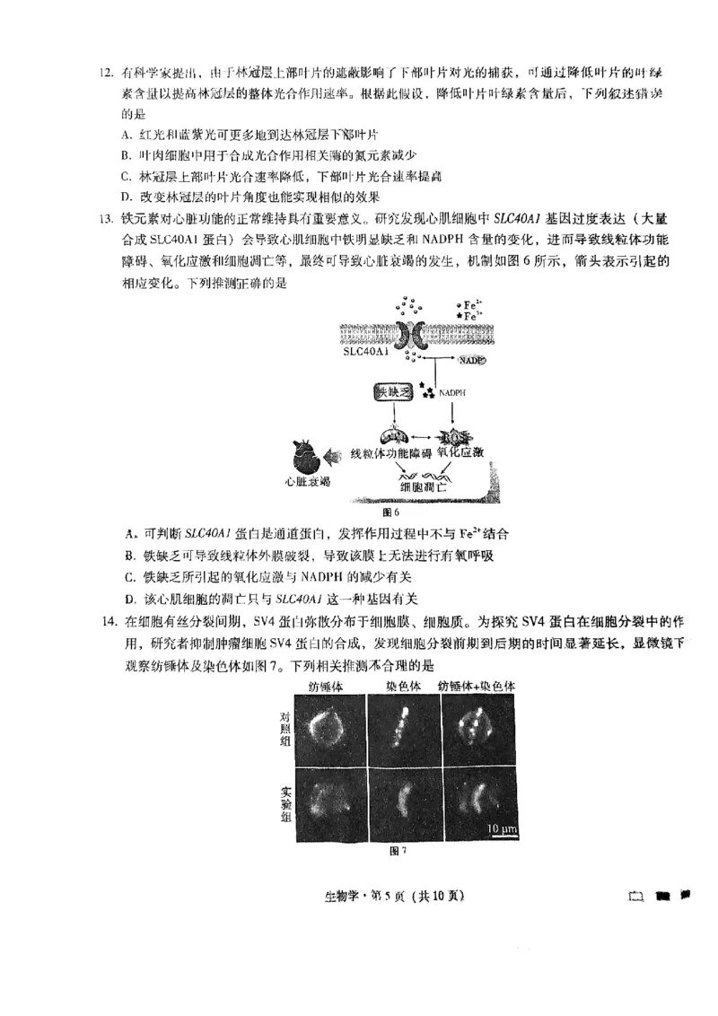重庆市巴蜀中学2025届高考适应性月考卷（一）生物+答案_2024-2025高三（6-6月题库）_2024年09月试卷_0922重庆市巴蜀中学2024-2025学年高考适应性月考卷（一）