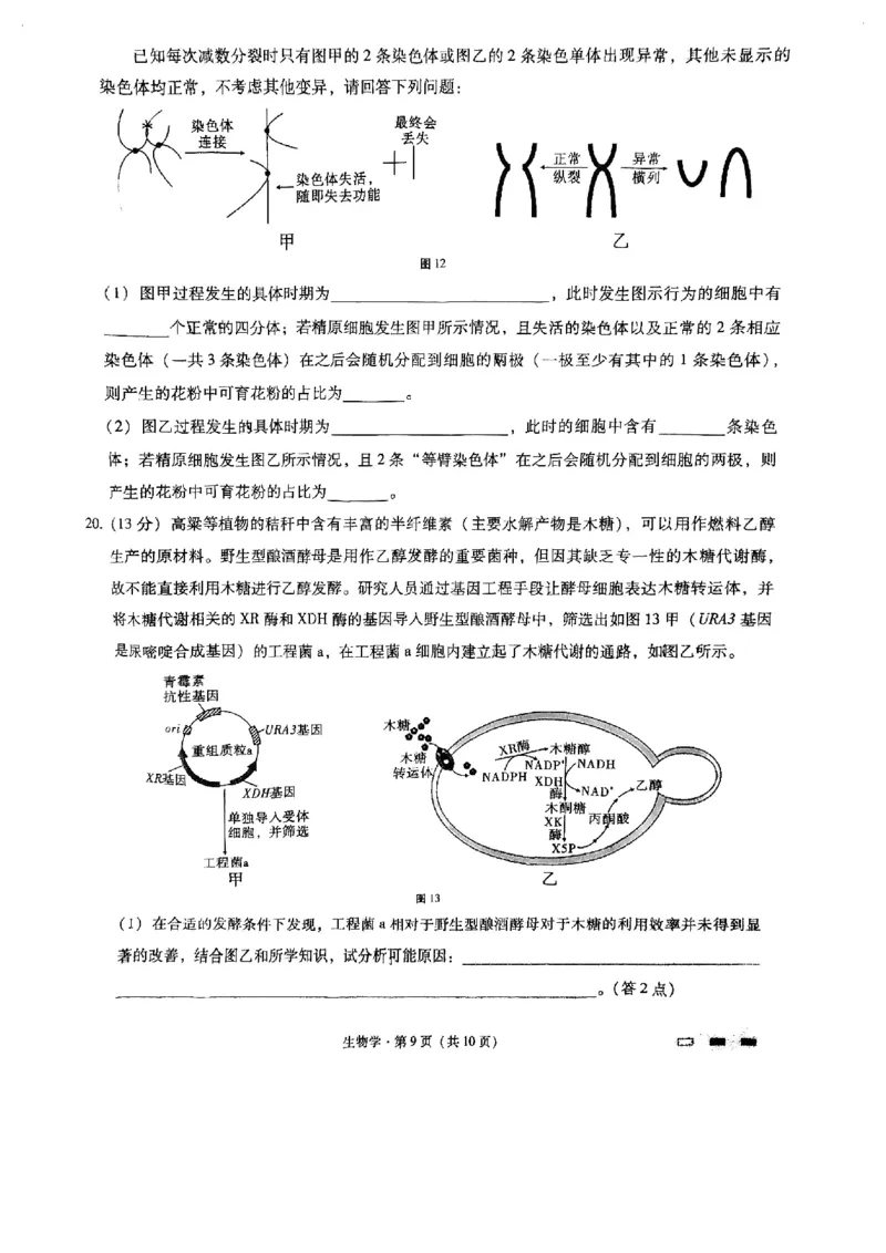 重庆市巴蜀中学2025届高考适应性月考卷（一）生物+答案_2024-2025高三（6-6月题库）_2024年09月试卷_0922重庆市巴蜀中学2024-2025学年高考适应性月考卷（一）
