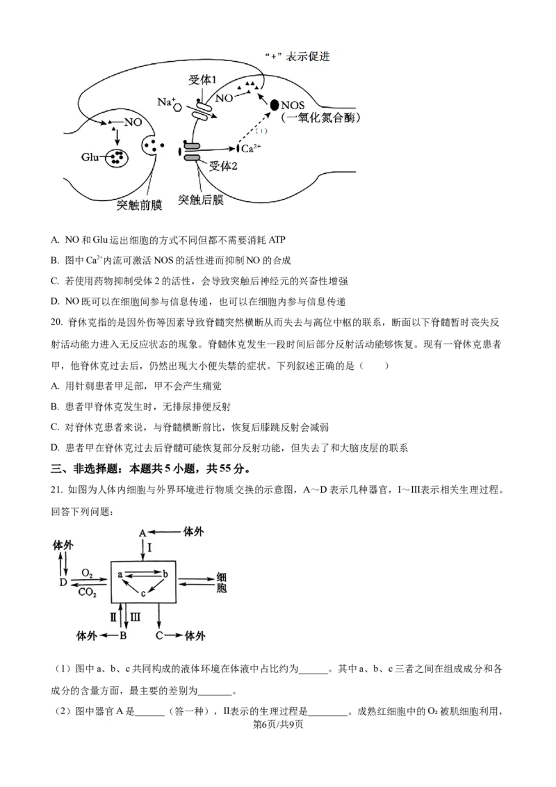精品解析：吉林省四平市铁西区四平市实验中学2025-2026学年高二上学期9月月考生物试题（原卷版）_2025年10月高二试卷_251010吉林省四平市实验中学2025-2026学年高二上学期9月月考