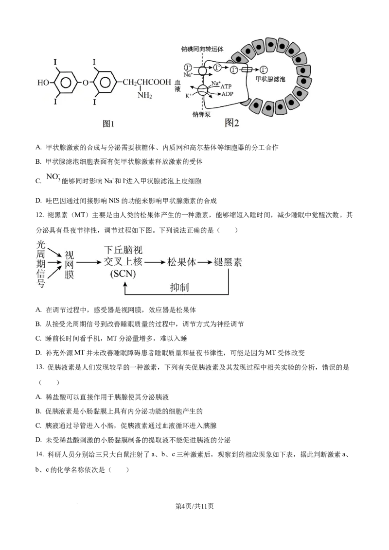 精品解析：山东省济宁市第一中学2025-2026学年高二上学期10月月考生物试题（原卷版）_2025年10月高二试卷_251030山东省济宁市第一中学2025-2026学年高二上学期10月月考（全）
