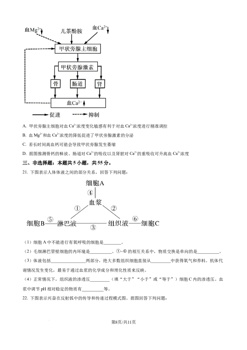精品解析：山东省济宁市第一中学2025-2026学年高二上学期10月月考生物试题（原卷版）_2025年10月高二试卷_251030山东省济宁市第一中学2025-2026学年高二上学期10月月考（全）