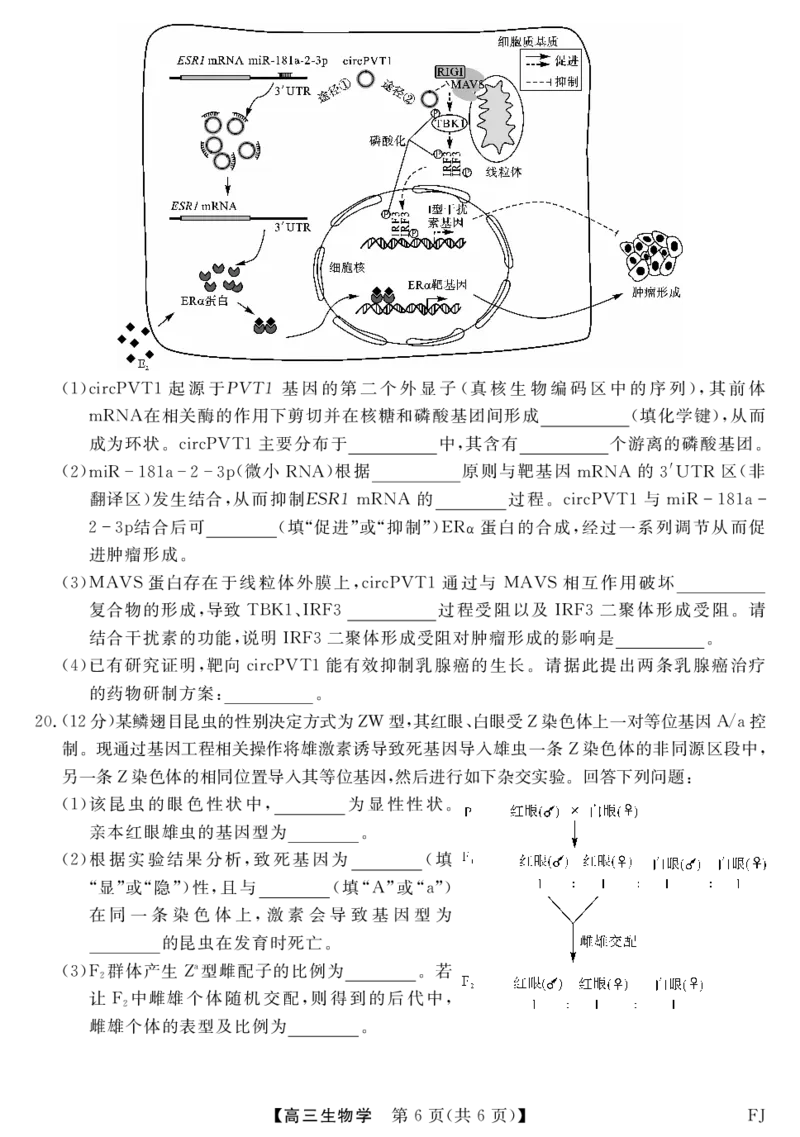 福建省泉州市安溪县2024-2025学年高三上学期11月期中生物试题_2024-2025高三（6-6月题库）_2024年11月试卷_1121福建省2024-2025学年金科大联考高三11月测评（全科）