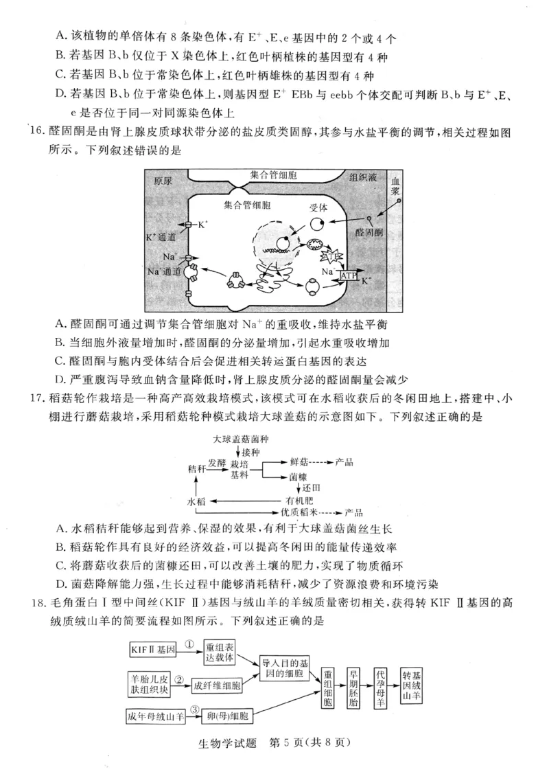 河南省新未来大联考2024-2025学年高三上学期9月开学联考生物试题（PDF版，无答案）_2024-2025高三（6-6月题库）_2024年09月试卷_09032025届河南省金科新未来高三9月大联考