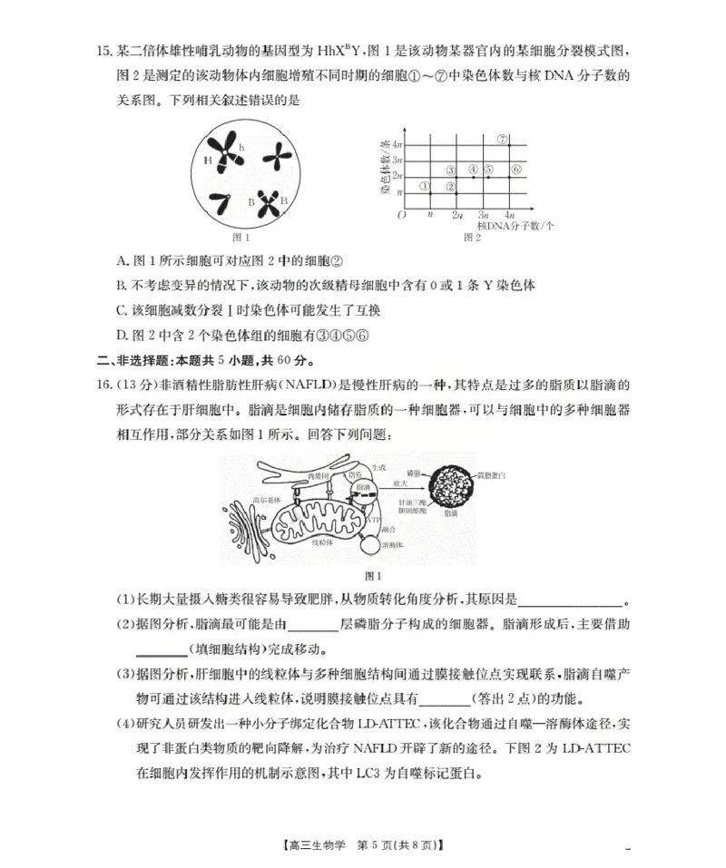 福建省2026届高三上学期10月联考（26-64C）生物_2024-2026高三（6-6月题库）_2025年10月高三试卷_251028金太阳&middot;福建省2026届高三上学期10月联考（26-64C）（全科)