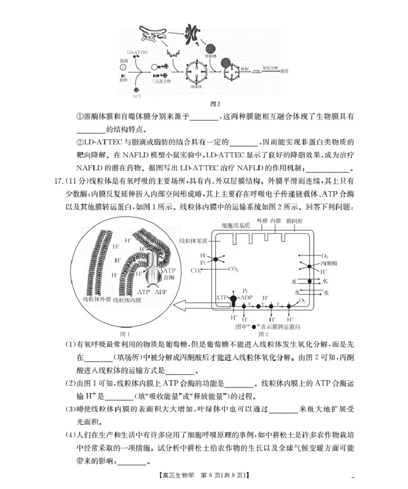 福建省2026届高三上学期10月联考（26-64C）生物_2024-2026高三（6-6月题库）_2025年10月高三试卷_251028金太阳&middot;福建省2026届高三上学期10月联考（26-64C）（全科)