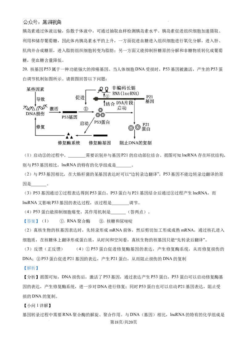 精品解析：江西省南昌市东湖区南昌市第二中学2024-2025学年高三上学期11月月考生物试题（解析版）_2024-2025高三（6-6月题库）_2024年12月试卷