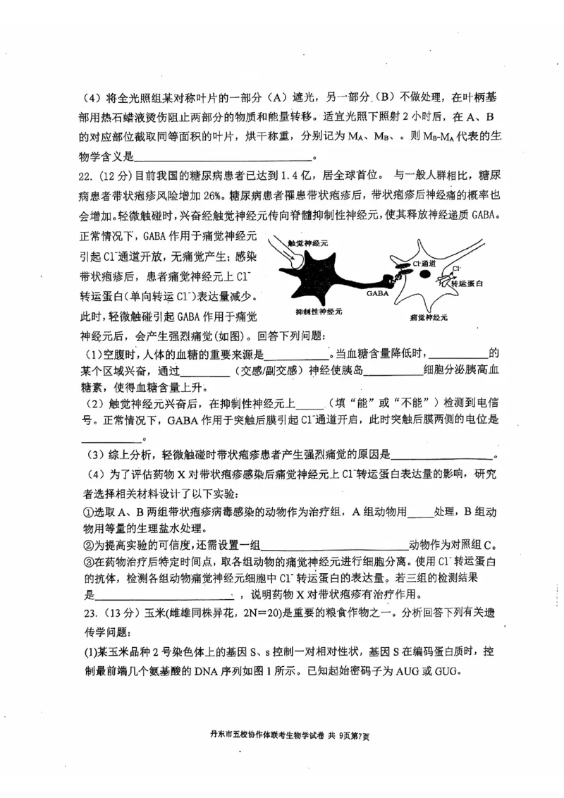 辽宁省丹东市五校协作体2024-2025学年高三上学期12月月考试题生物PDF版含答案_2024-2025高三（6-6月题库）_2024年12月试卷