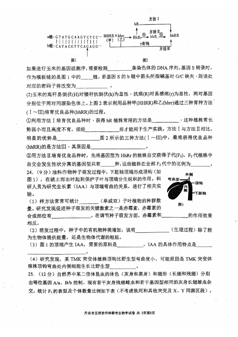 辽宁省丹东市五校协作体2024-2025学年高三上学期12月月考试题生物PDF版含答案_2024-2025高三（6-6月题库）_2024年12月试卷