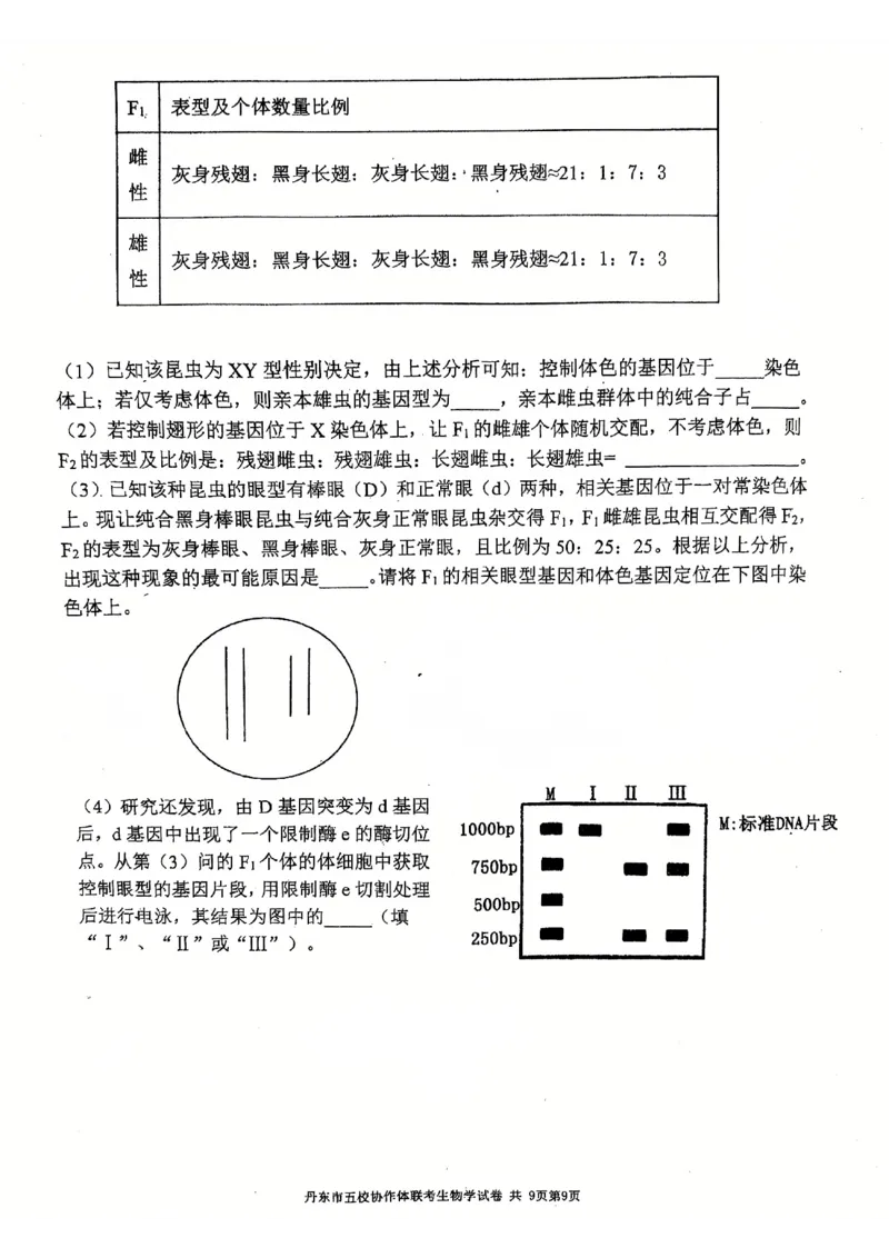辽宁省丹东市五校协作体2024-2025学年高三上学期12月月考试题生物PDF版含答案_2024-2025高三（6-6月题库）_2024年12月试卷