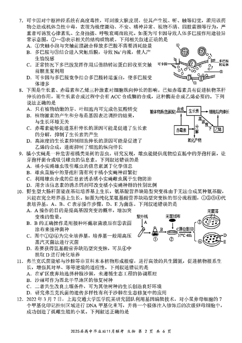 生物_2024-2025高三（6-6月题库）_2024年12月试卷_1206广西新课程教研联盟2025届高三毕业班11月联考_广西新课程教研联盟2025届高三毕业班11月联考生物