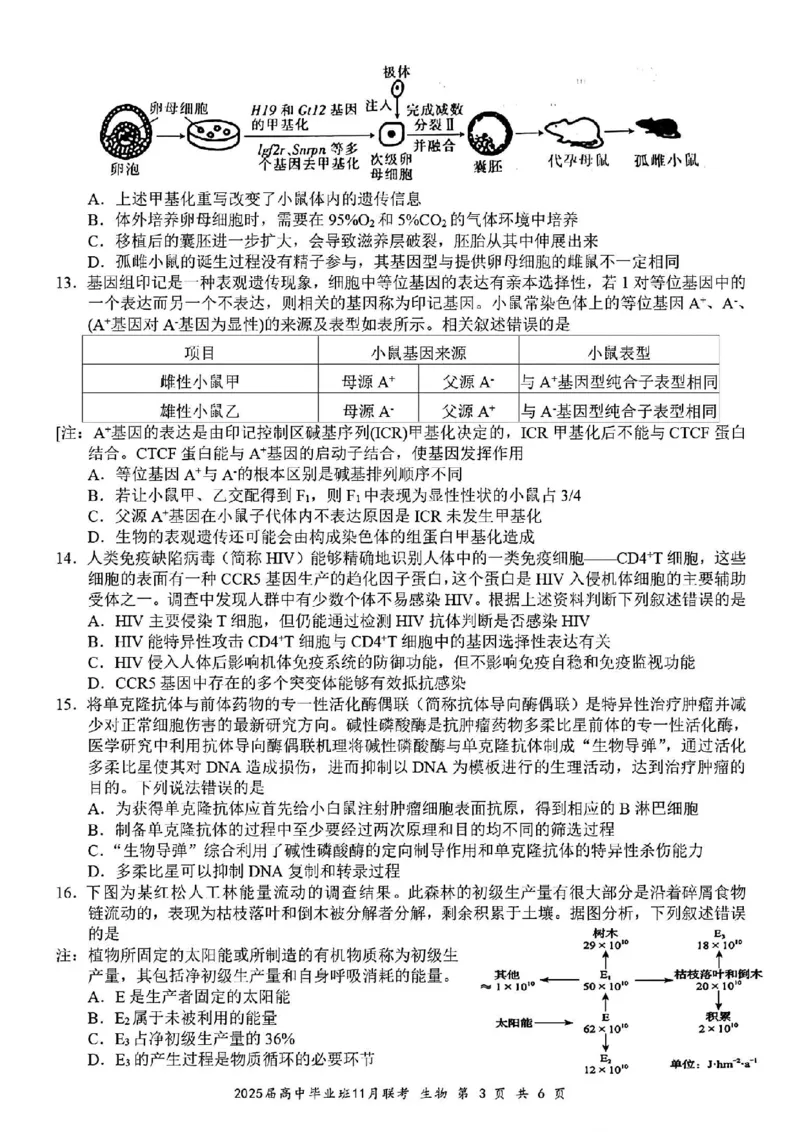 生物_2024-2025高三（6-6月题库）_2024年12月试卷_1206广西新课程教研联盟2025届高三毕业班11月联考_广西新课程教研联盟2025届高三毕业班11月联考生物