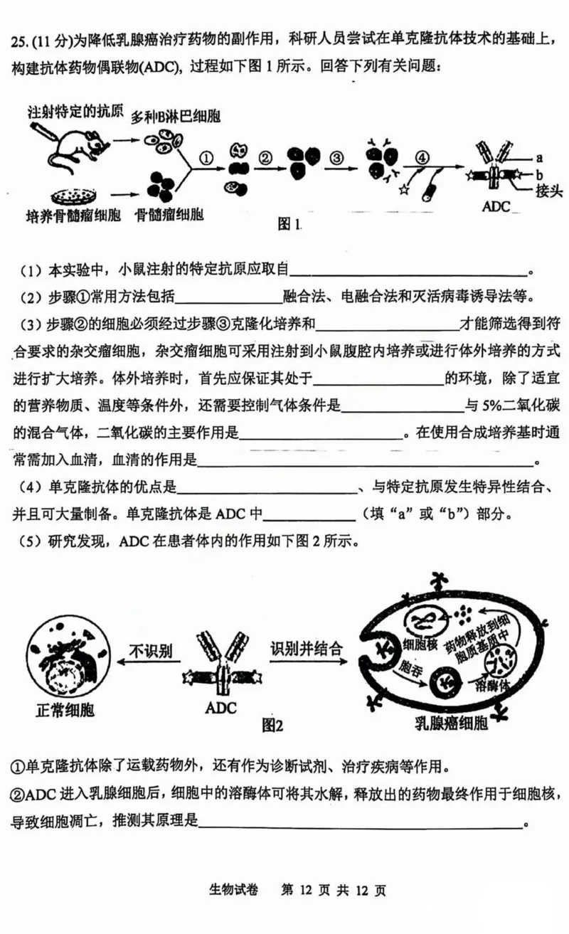 黑龙江省哈尔滨市第三中学2025届高三上学期期中考试生物+答案_2024-2025高三（6-6月题库）_2024年11月试卷_1118黑龙江省哈尔滨市第三中学2025届高三上学期期中考试
