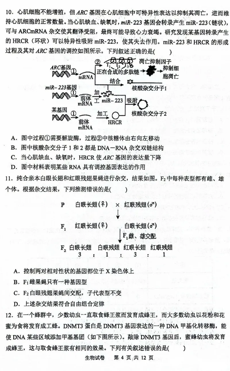 黑龙江省哈尔滨市第三中学2025届高三上学期期中考试生物+答案_2024-2025高三（6-6月题库）_2024年11月试卷_1118黑龙江省哈尔滨市第三中学2025届高三上学期期中考试