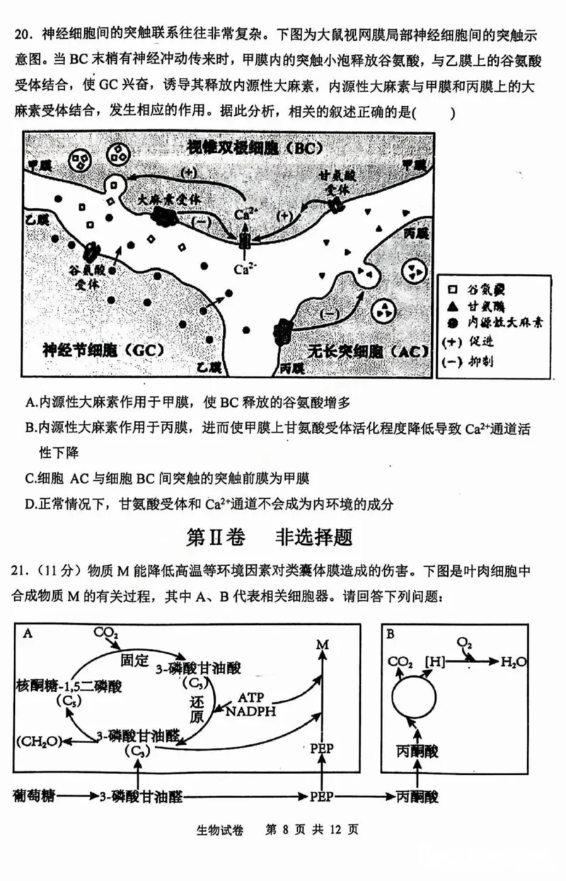 黑龙江省哈尔滨市第三中学2025届高三上学期期中考试生物+答案_2024-2025高三（6-6月题库）_2024年11月试卷_1118黑龙江省哈尔滨市第三中学2025届高三上学期期中考试