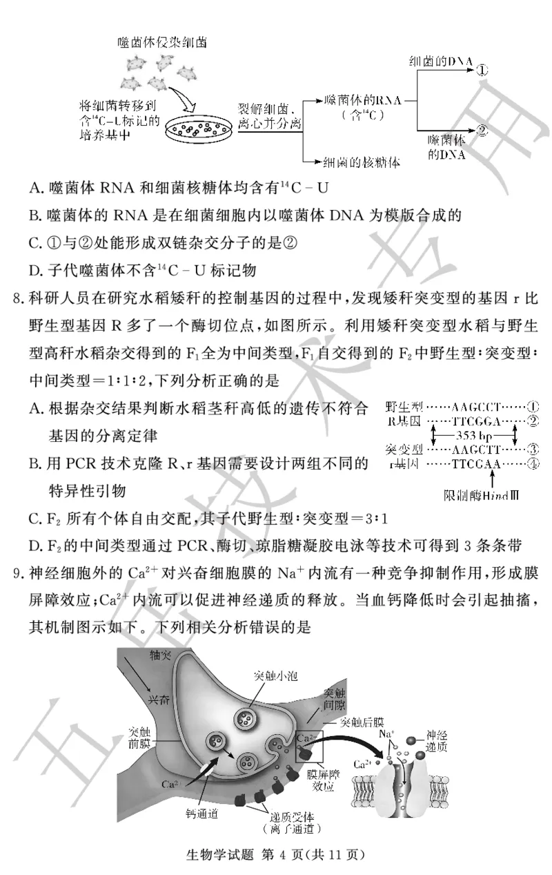高三12月模拟试卷--生物_2024-2025高三（6-6月题库）_2024年12月试卷_1229湘豫名校联考2024-2025学年高三上学期一轮复习质量检测（全科）
