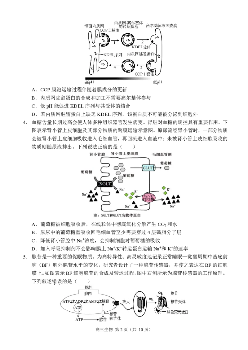 重庆市西南大学附属中学2024-2025学年高三上学期11月阶段性检测生物试卷_2024-2025高三（6-6月题库）_2024年11月试卷_1112重庆市西南大学附属中学2024-2025学年高三上学期11月阶段性检测
