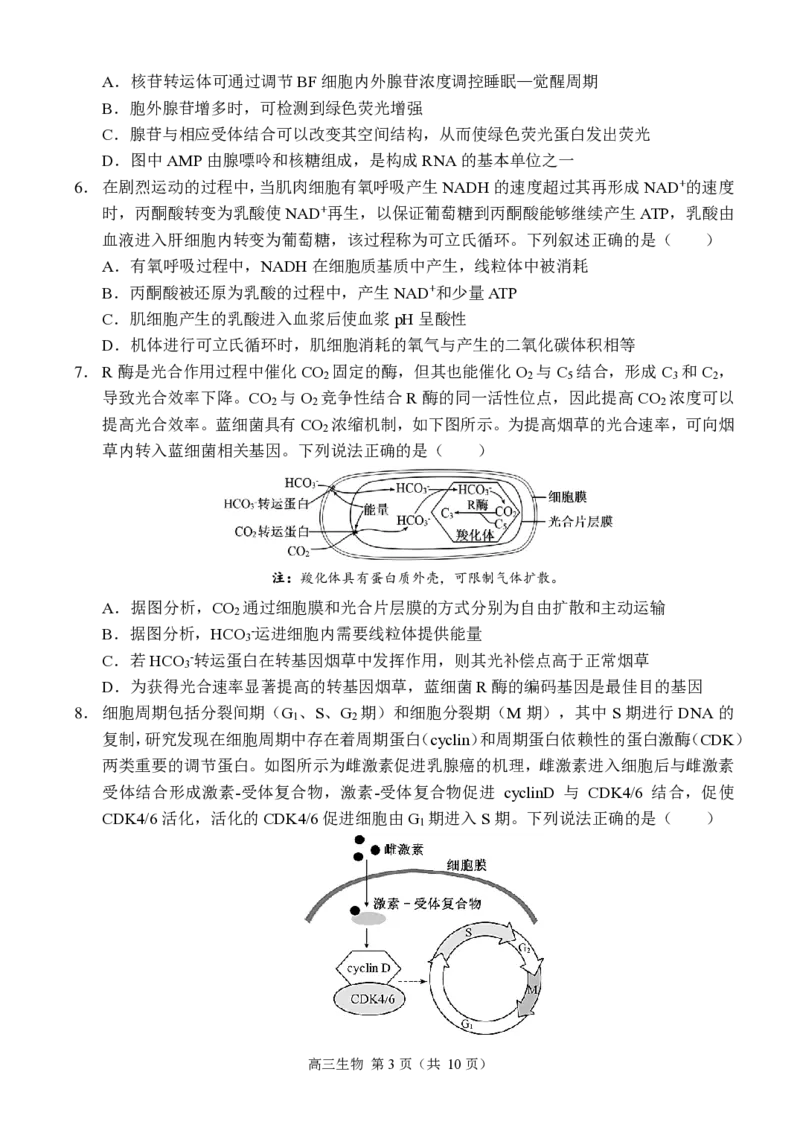 重庆市西南大学附属中学2024-2025学年高三上学期11月阶段性检测生物试卷_2024-2025高三（6-6月题库）_2024年11月试卷_1112重庆市西南大学附属中学2024-2025学年高三上学期11月阶段性检测