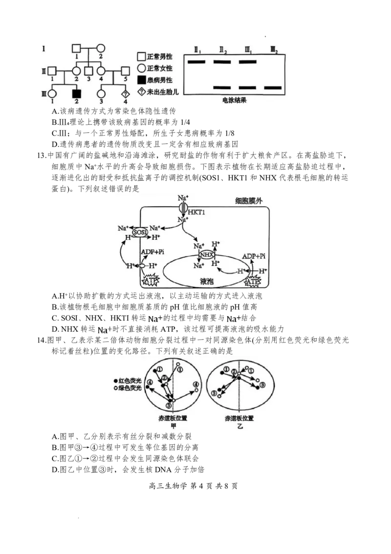 攀枝花市2026届高三第一次统一考试生物_2024-2026高三（6-6月题库）_2026年01月高三试卷_0123四川省攀枝花市2026届高三第一次统一考试（攀枝花一统）