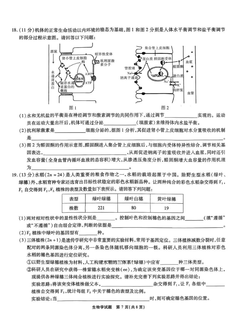 安徽省六校2026年元月高三素质检测考试生物_2024-2026高三（6-6月题库）_2026年01月高三试卷_0109安徽省六校2026年元月高三素质检测考试（全）