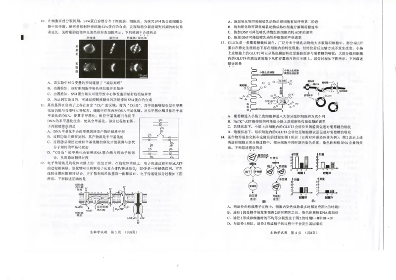 福建省名校联盟2024-2025学年高三上学期期中考试生物_2024-2025高三（6-6月题库）_2024年11月试卷_1119福建省名校联盟2024-2025学年高三上学期期中考试（全科）