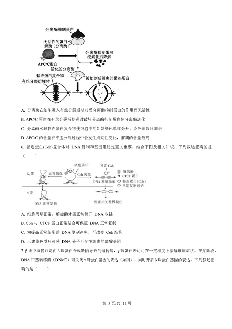 生物-四川省字节精准教育联盟2026届高中毕业班一诊(1)_2024-2026高三（6-6月题库）_2025年12月高三试卷_251218四川省字节精准教育联盟2026届高中毕业班一诊