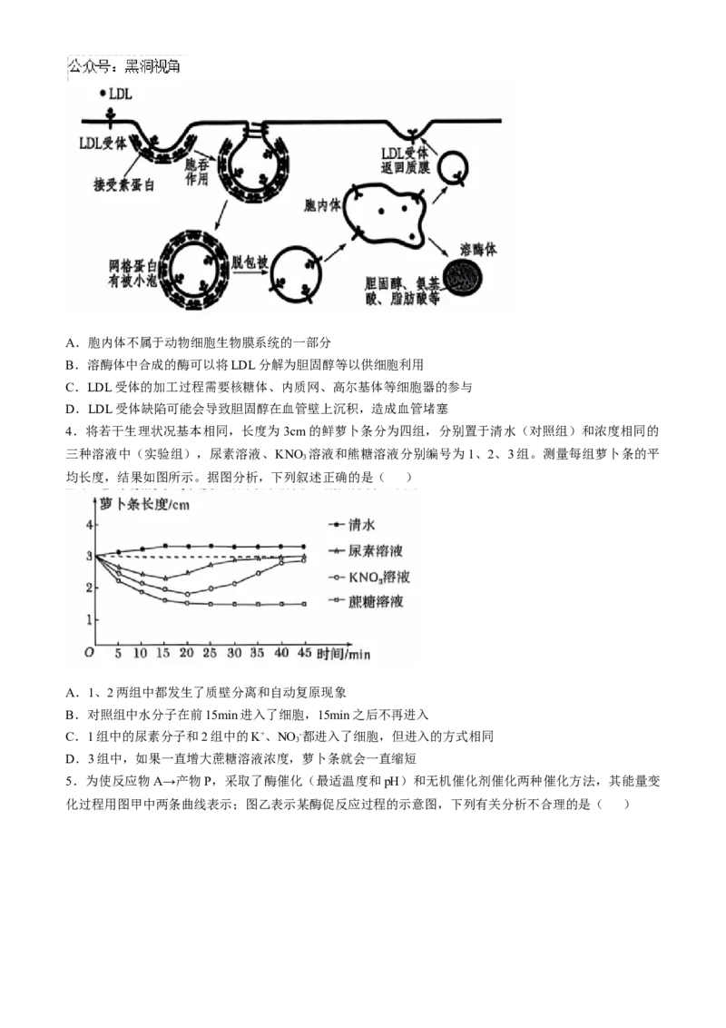 辽宁省重点高中沈阳市郊联体2024-2025学年高三上学期10月月考试题生物Word版含答案_2024-2025高三（6-6月题库）_2024年10月试卷