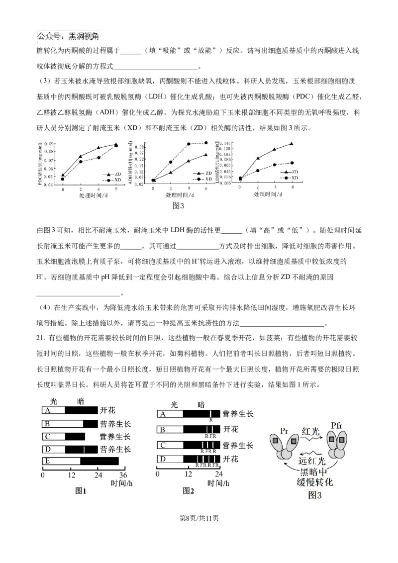 精品解析：湖北省武汉市东西湖区华中师范大学第一附属中学2024-2025学年高三上学期11月期中生物试题（原卷版）_2024-2025高三（6-6月题库）_2024年11月试卷