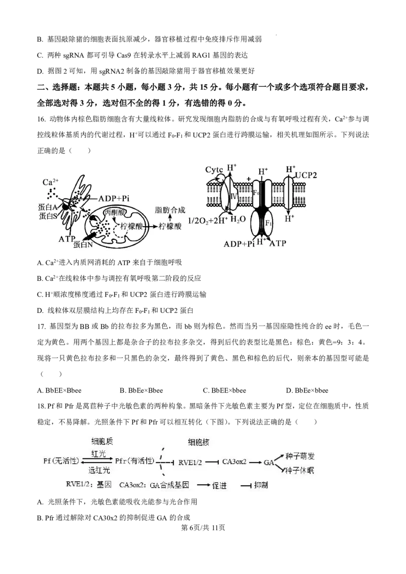 精品解析：山东省济南市第一中学2024-2025学年高三上学期10月月考生物试题（原卷版）_2024-2025高三（6-6月题库）_2024年11月试卷_1101山东省济南市第一中学2024-2025学年高三上学期10月月考