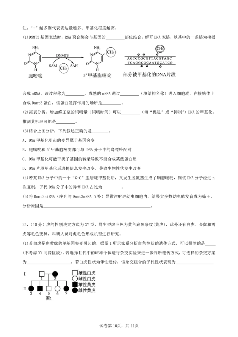 辽宁省实验中学2024-2025学年高三上学期期中考试生物试题_2024-2025高三（6-6月题库）_2024年11月试卷_1120辽宁省实验中学2024-2025学年高三上学期期中考试