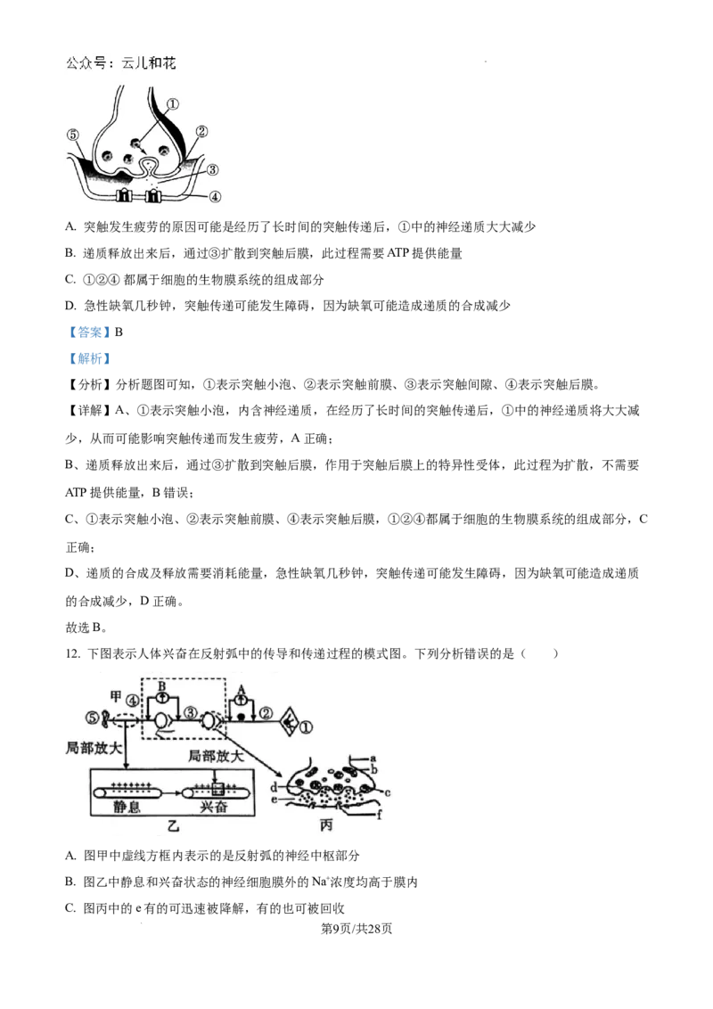 陕西省咸阳市秦都区咸阳市实验中学2024-2025学年高二上学期10月第一次月考生物试题（解析）_2024-2025高二（7-7月题库）_2024年10月试卷