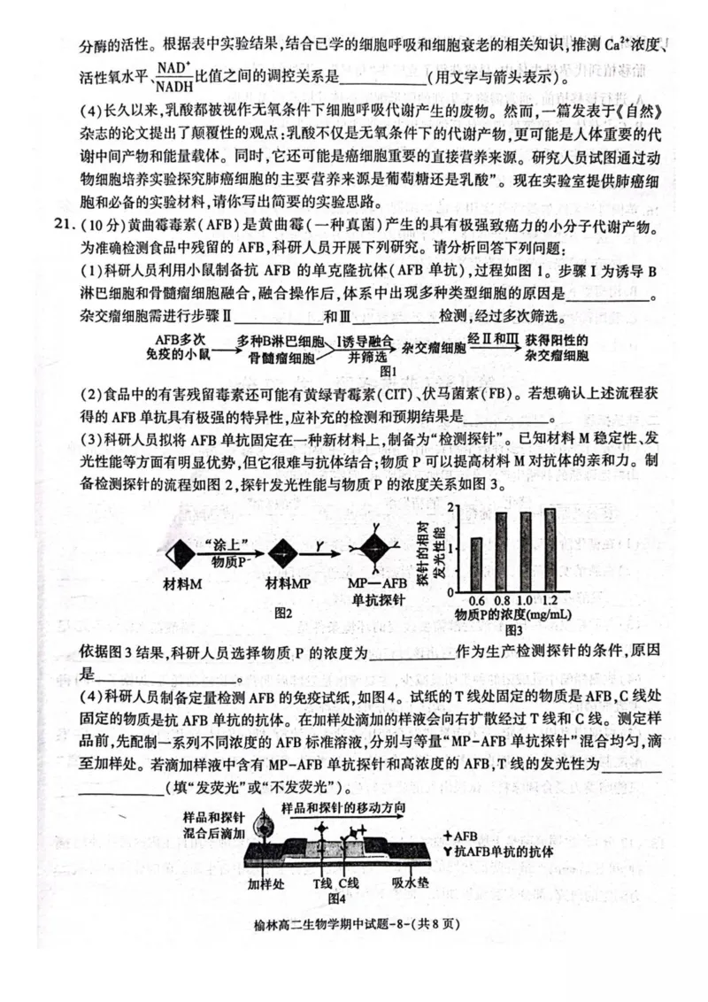 陕西省榆林市2024-2025学年高二下学期4月期中考试生物PDF版含答案_2024-2025高二（7-7月题库）_2025年05月试卷_0504陕西省榆林市2024-2025学年高二下学期4月期中考试