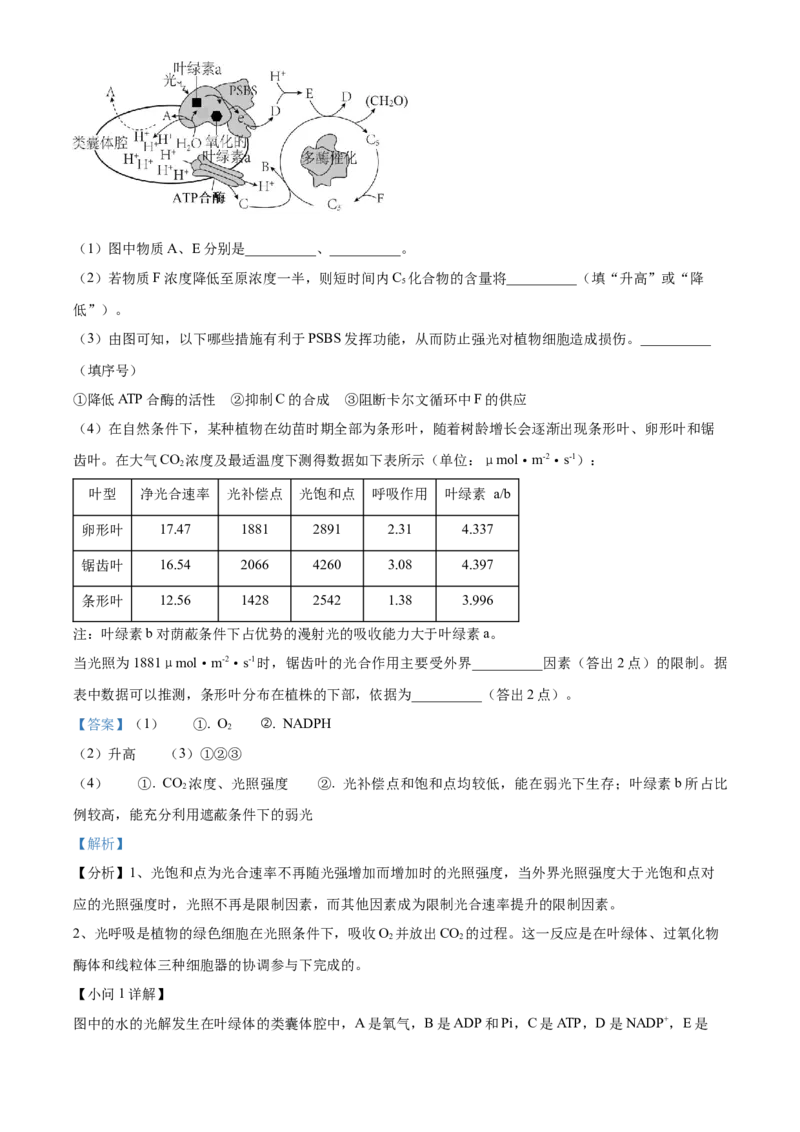 湖北省武汉外国语学校2025届高三上学期10月考试生物试题Word版含解析_2024-2025高三（6-6月题库）_2024年10月试卷_1019湖北省武汉外国语学校2025届高三上学期10月月考