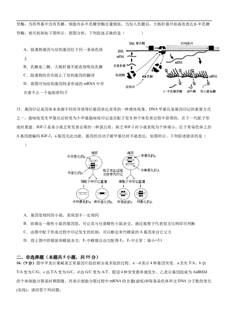 生物_2025年10月高二试卷_251029重庆市渝西中学2025-2026学年高二上学期10月月考_重庆市渝西中学2025-2026学年高二上学期10月月考生物试题（含答案）