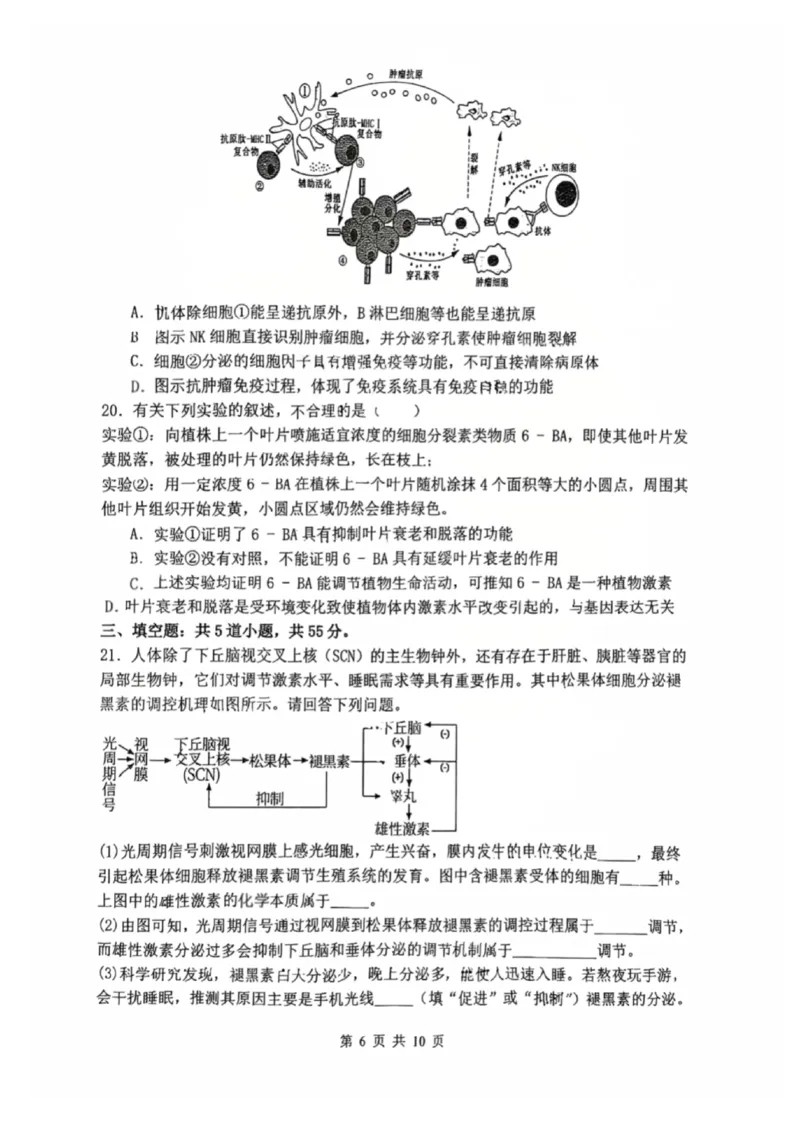 辽宁省沈阳市东北育才学校2025-2026学年高二上学期期中考试生物试卷_251201辽宁省沈阳市东北育才学校高中2025-2026学年高二上学期期中考试