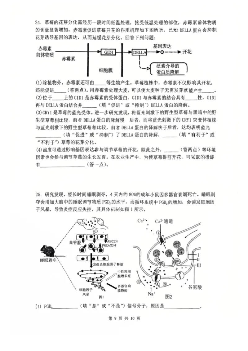 辽宁省沈阳市东北育才学校2025-2026学年高二上学期期中考试生物试卷_251201辽宁省沈阳市东北育才学校高中2025-2026学年高二上学期期中考试