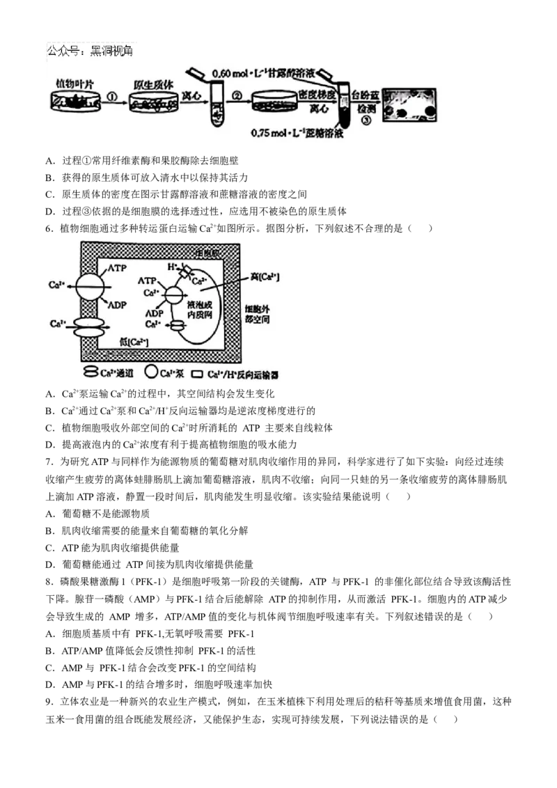 青海省金太阳2024-2025学年高三上学期期中联考生物试题（含答案）_2024-2025高三（6-6月题库）_2024年11月试卷_1125青海省名校联盟金太阳2024-2025学年高三上学期11月联考