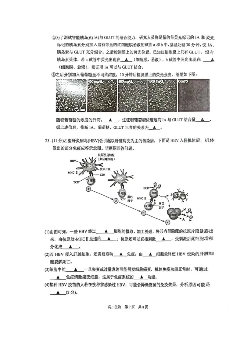 生物试题苏州市2024-2025学年高二上学期期中考试_2024-2025高二（7-7月题库）_2024年11月试卷_11172024-2025学年江苏省苏州市第一学期高二期中考试