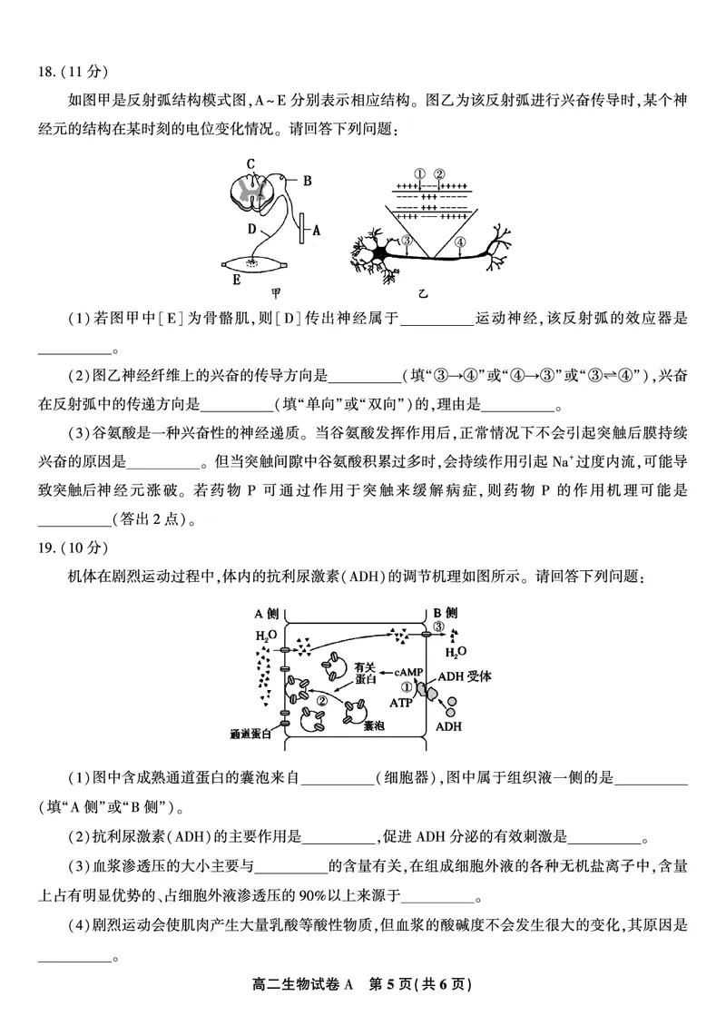 生物试题A&middot;2025年11月高二期中联考_2025年11月高二试卷_251123安徽省皖江名校联盟2025-2026学年高二上学期期中联考（全）