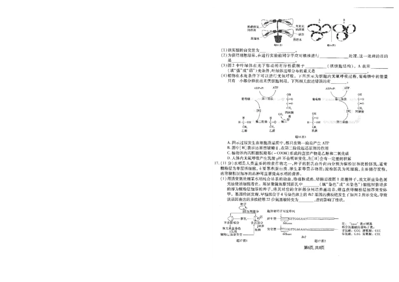 重庆市南开中学高2025届高三第五次质量检测生物_2024-2025高三（6-6月题库）_2025年01月试卷_0107重庆市南开中学高2025届高三第五次质量检测（全科）
