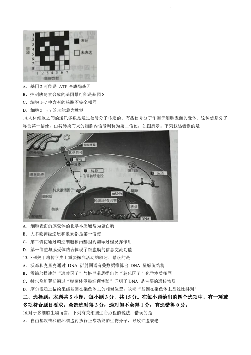 辽宁省名校联盟2023-2024学年高三10月月考生物试题_2024-2025高三（6-6月题库）_2024年10月试卷_1010辽宁省名校联盟2024-2025学年高三上学期10月联合考试