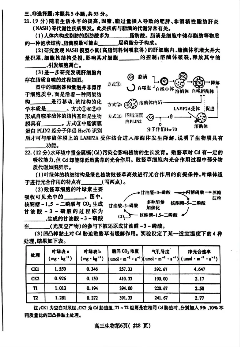 生物试卷_2024-2025高三（6-6月题库）_2024年11月试卷_1111山东省烟台市2025届高三11月期中学业水平检测_山东省烟台市2025届高三11月期中学业水平检测生物