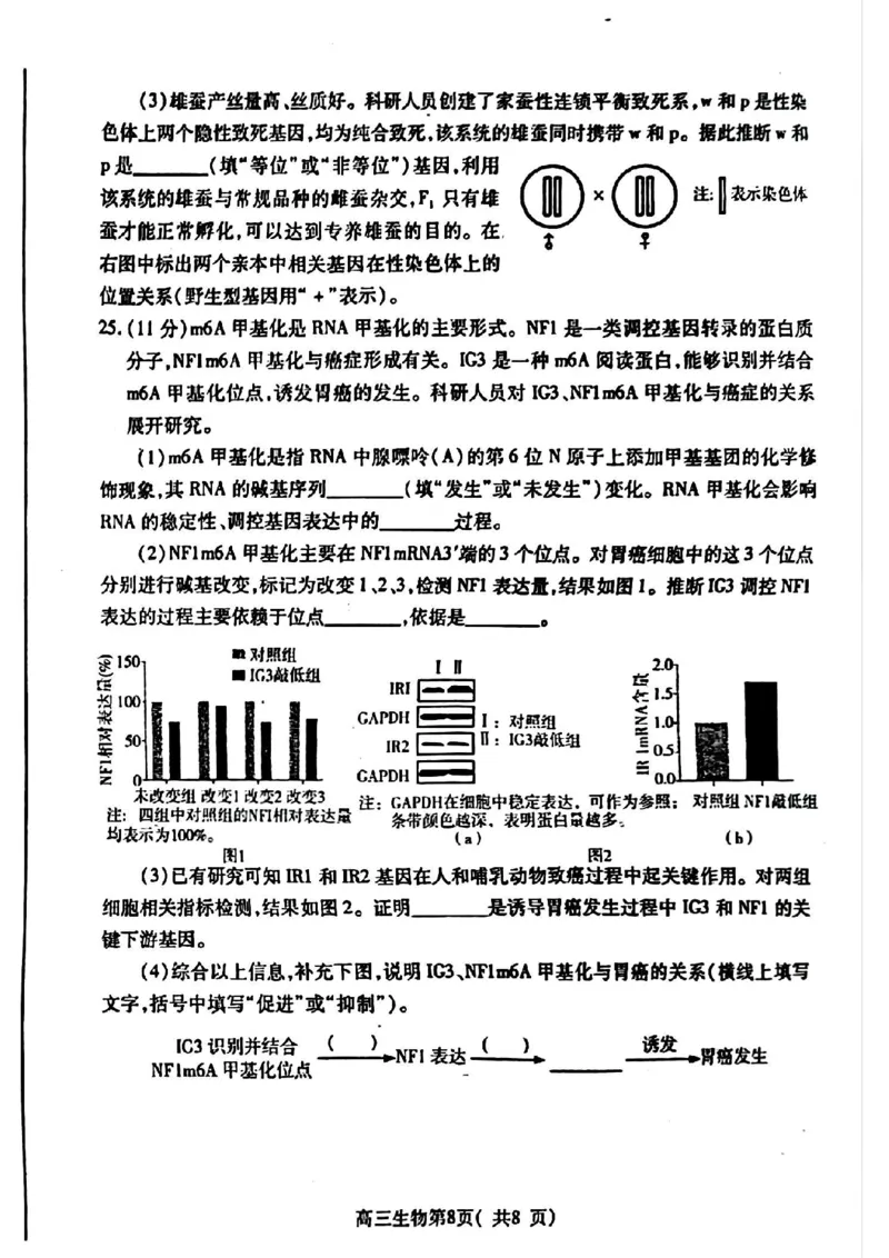 生物试卷_2024-2025高三（6-6月题库）_2024年11月试卷_1111山东省烟台市2025届高三11月期中学业水平检测_山东省烟台市2025届高三11月期中学业水平检测生物