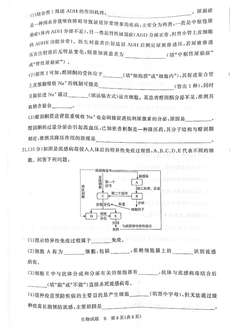 河南青铜鸣大联考2025-2026学年上学期高二期中考试生物（B）试题含答案_2025年11月高二试卷_251127河南青铜鸣大联考2025-2026学年上学期高二期中考试