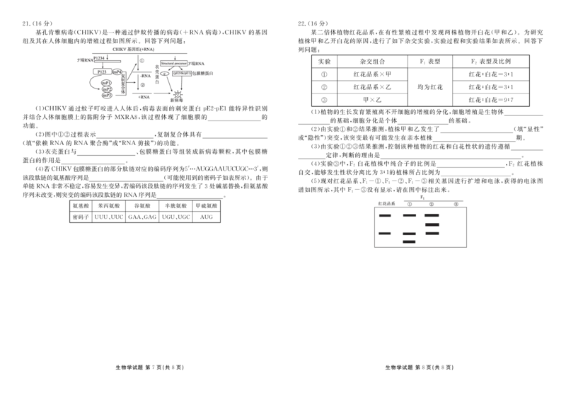 湖北省衡水金卷2026届高三上学期12月联考生物_2024-2026高三（6-6月题库）_2025年12月高三试卷_251229湖北省衡水金卷2026届高三上学期12月联考（全）