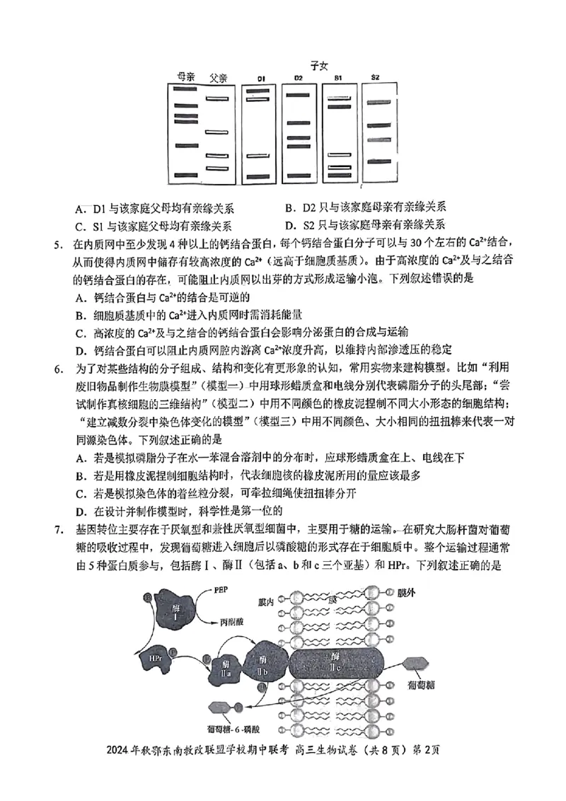 鄂东南期中联考高三生物试卷_2024-2025高三（6-6月题库）_2024年11月试卷_11062025届湖北省鄂东南示范高中高三11月期中联考_生物