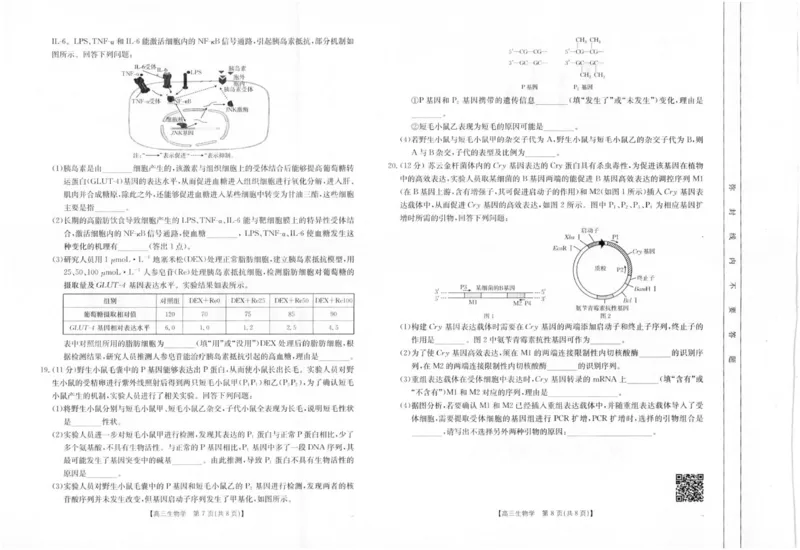 生物1_2024-2025高三（6-6月题库）_2024年12月试卷_1207四川省金太阳2024-2025学年高三12月联考（24-188C）