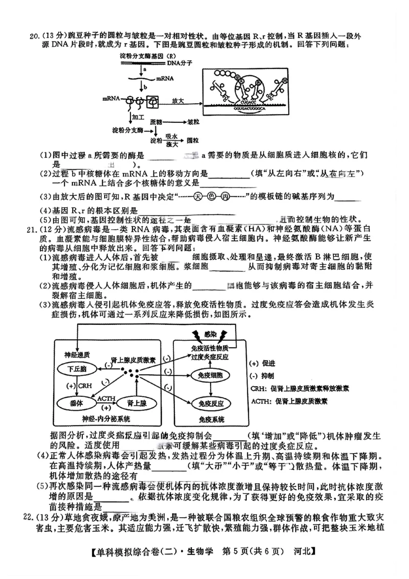 生物试卷_2024-2025高三（6-6月题库）_2024年11月试卷_1102河北省2025届高三上学期新高考单科模拟综合卷（二）_河北省2025届高三上学期新高考单科模拟综合卷（二）生物
