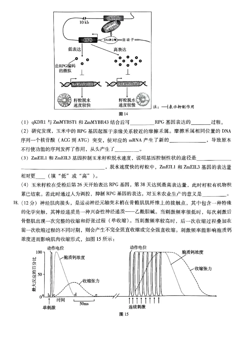 重庆巴蜀中学2025届高三12月适应性月考（四）生物_2024-2025高三（6-6月题库）_2024年12月试卷_1216重庆巴蜀中学2025届高三12月适应性月考（四）