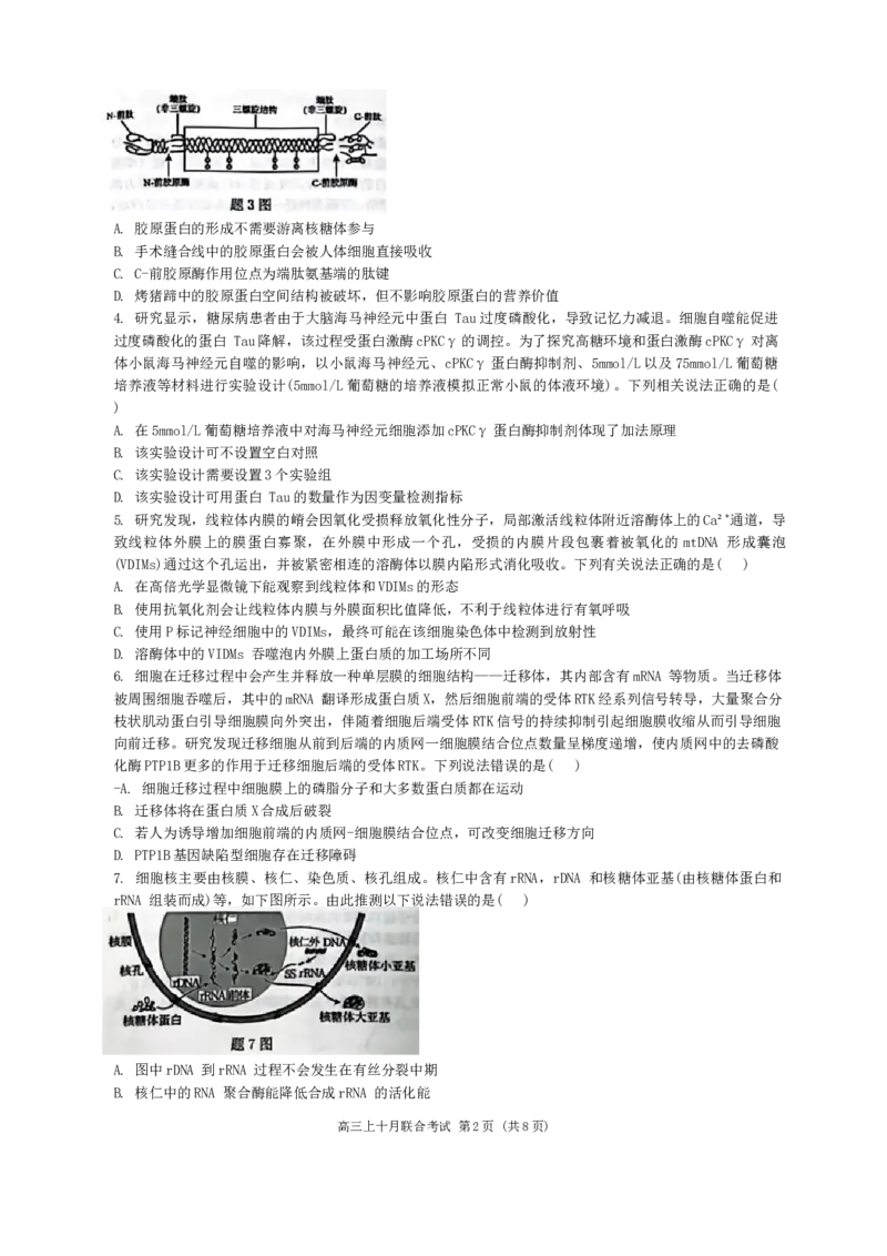 重庆市西南大学附属中学、重庆育才中学等学校2024-2025高三上学期10月联考生物试题（无答案）_2024-2025高三（6-6月题库）_2024年10月试卷